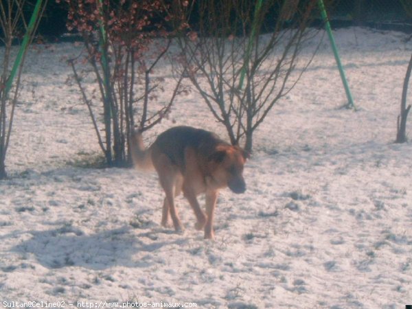 Photo de Berger allemand  poil court