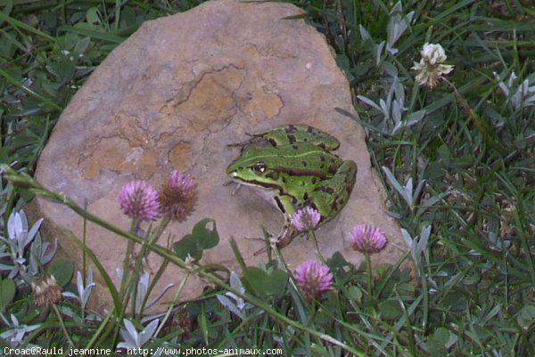 Photo de Grenouille