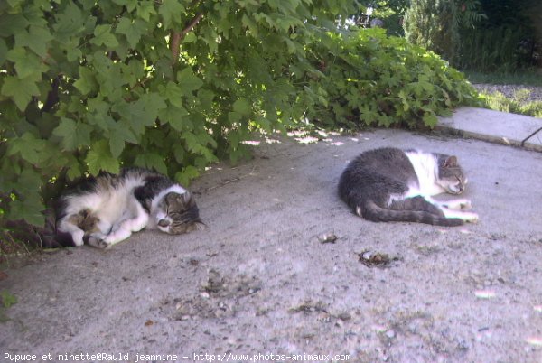 Photo de Chat domestique