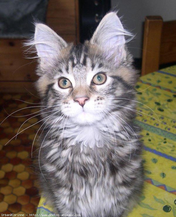 Photo de Maine coon