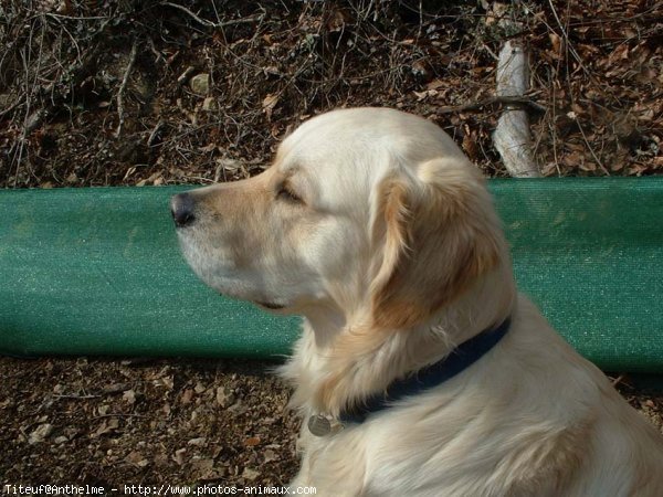 Photo de Golden retriever