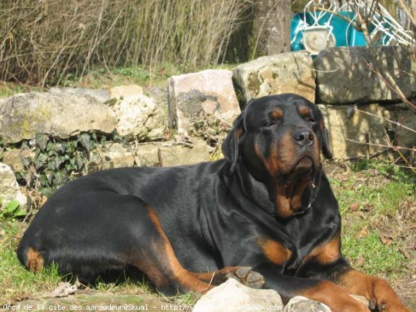 Photo de Rottweiler