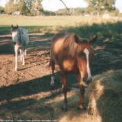 Photo de Races diffrentes