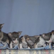 Photo de Cornish rex