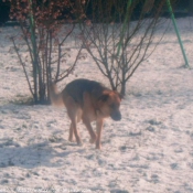 Photo de Berger allemand  poil court