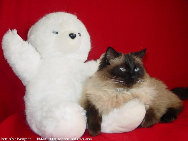 Photo de Ragdoll