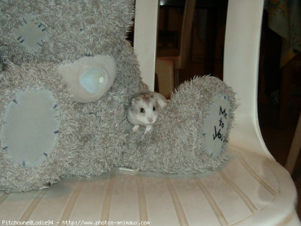 Photo de Hamster