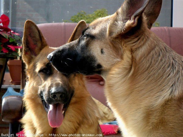 Photo de Berger allemand  poil court