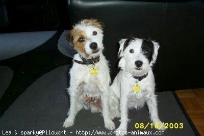 Photo de Parson russell terrier