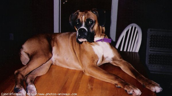 Photo de Boxer