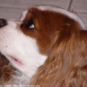 Photo de Cavalier king charles spaniel