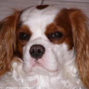 Photo de Cavalier king charles spaniel