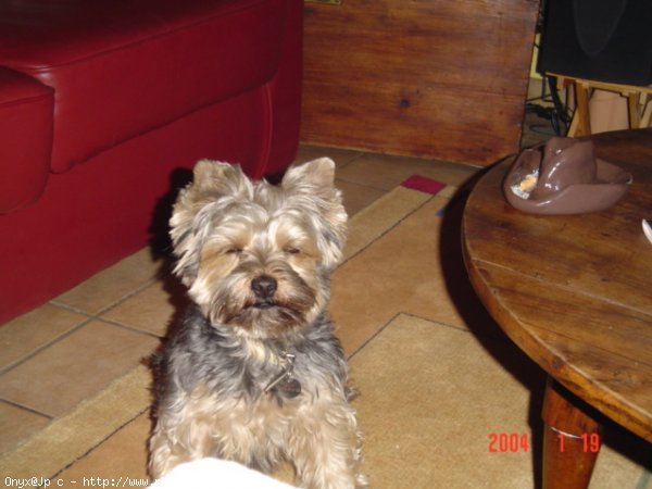 Photo de Yorkshire terrier