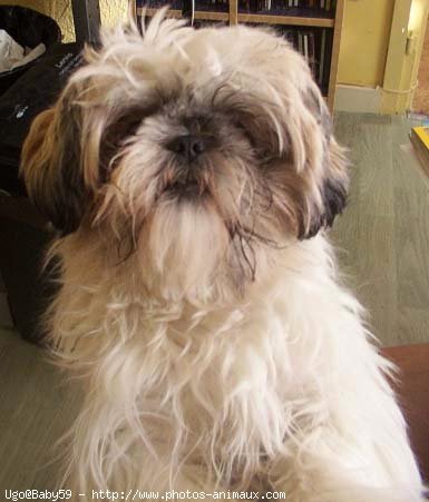 Photo de Shih tzu