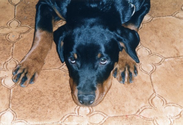 Photo de Rottweiler