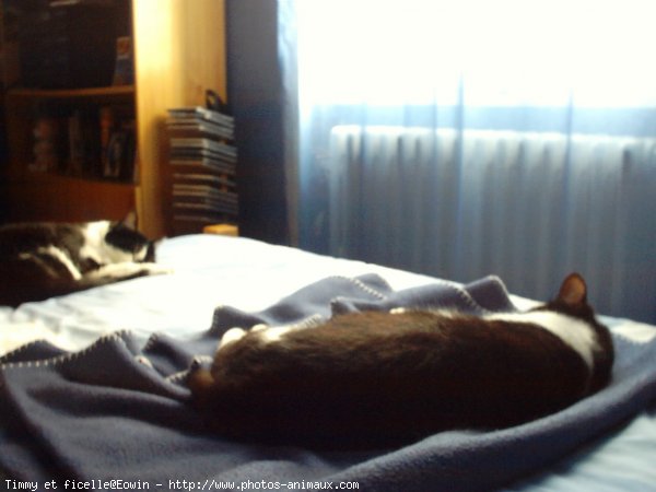 Photo de Chat domestique