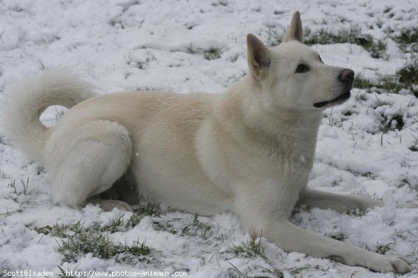 Photo de Chien de canaan