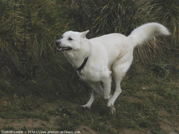 Photo de Chien de canaan