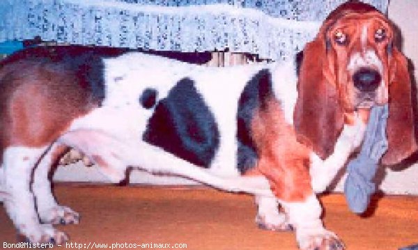 Photo de Basset hound