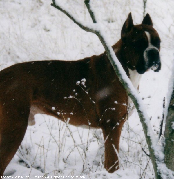 Photo de Boxer