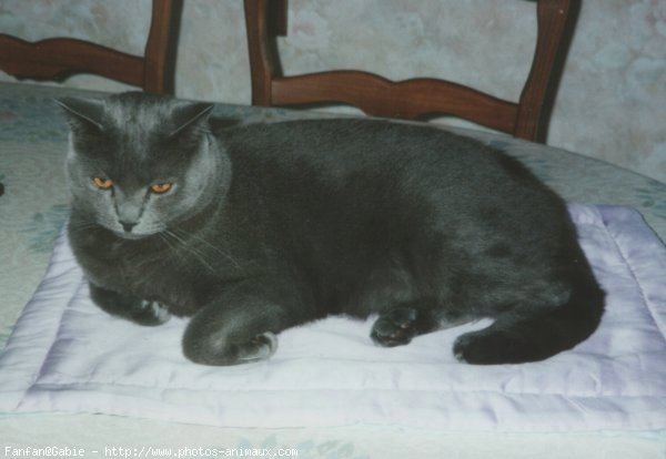 Photo de Chartreux