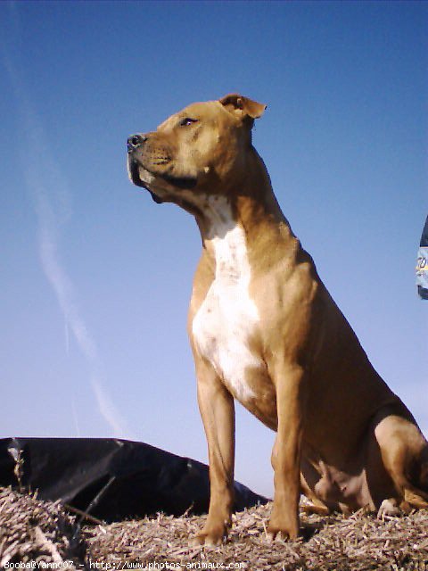 Photo d'American staffordshire terrier