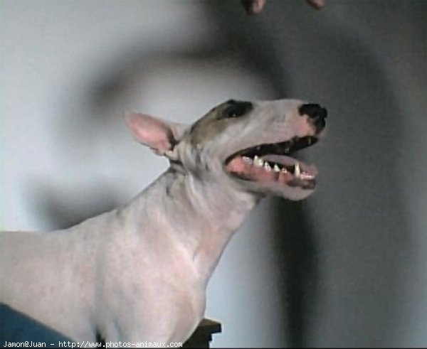 Photo de Bull terrier miniature