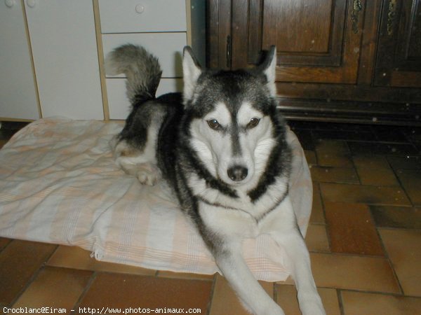 Photo de Husky siberien