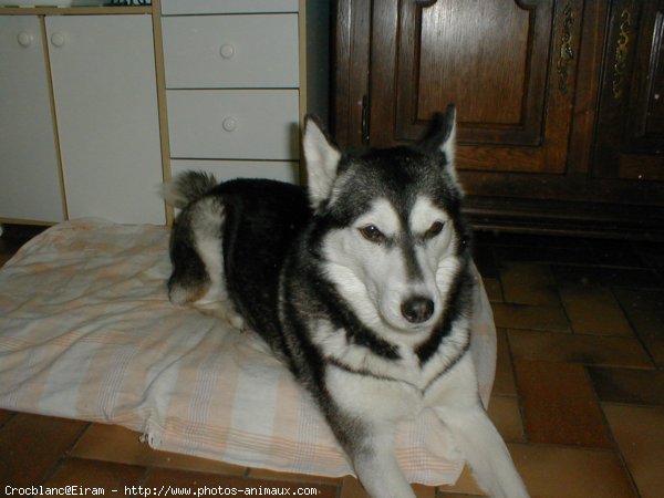 Photo de Husky siberien