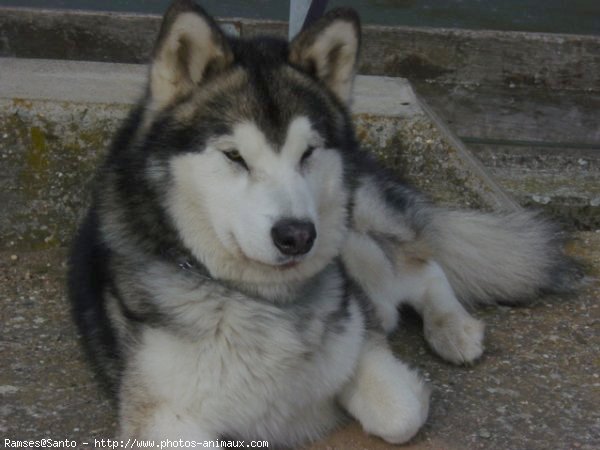 Photo de Malamute de l'alaska