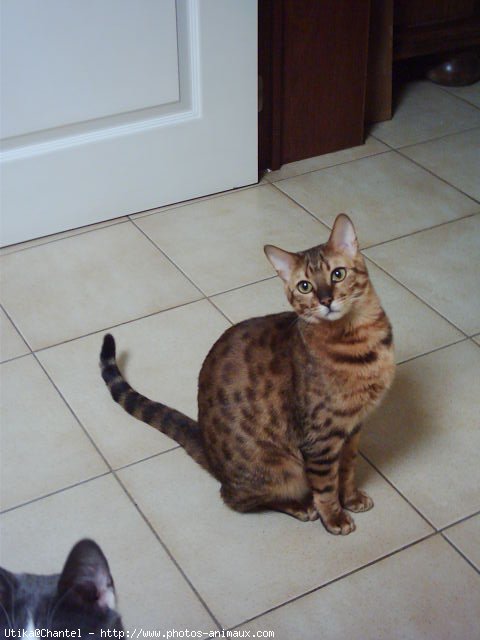 Photo de Bengal