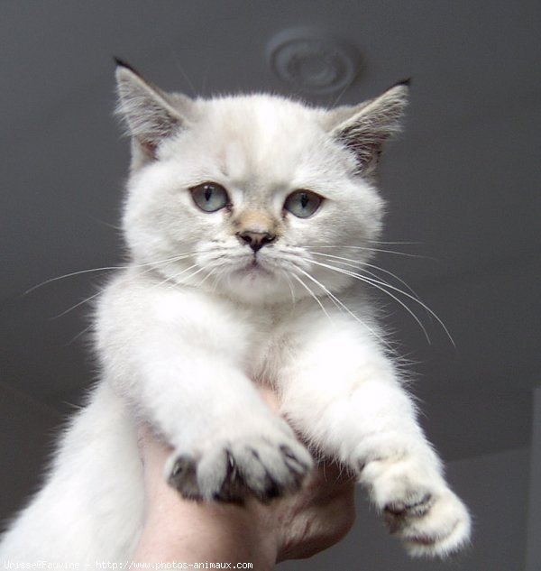 Photo de British shorthair