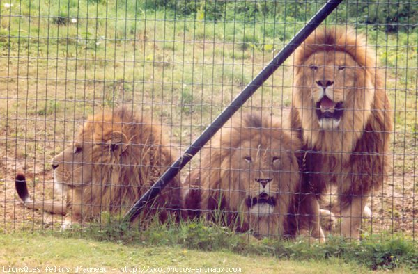 Photo de Lion