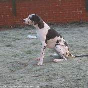 Photo de Dogue allemand