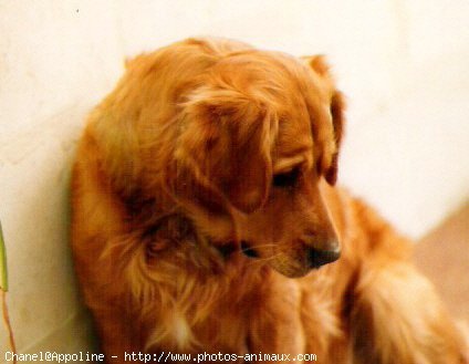 Photo de Golden retriever