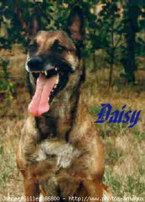 Photo de Berger belge malinois