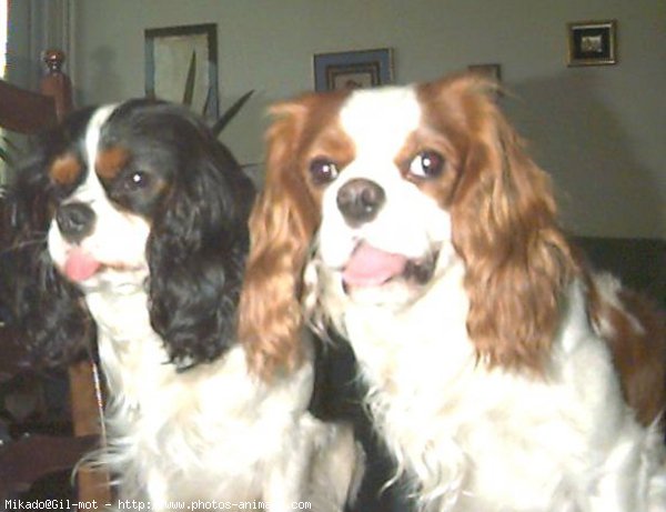 Photo de Cavalier king charles spaniel