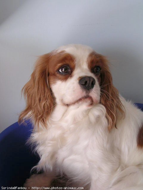 Photo de Cavalier king charles spaniel