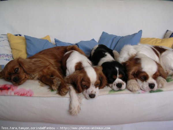 Photo de Cavalier king charles spaniel