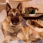 Photo de Berger belge malinois