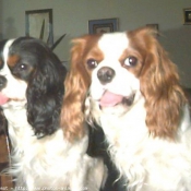 Photo de Cavalier king charles spaniel