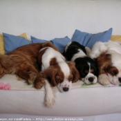 Photo de Cavalier king charles spaniel