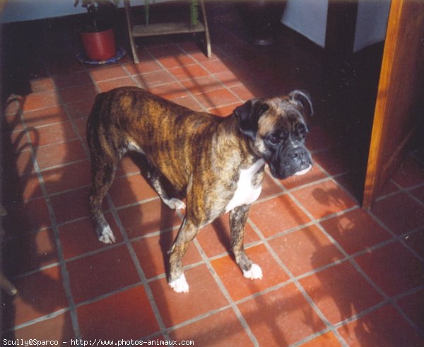 Photo de Boxer