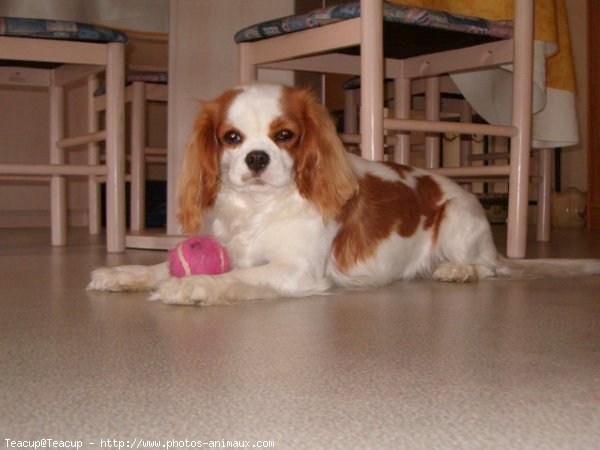 Photo de Cavalier king charles spaniel