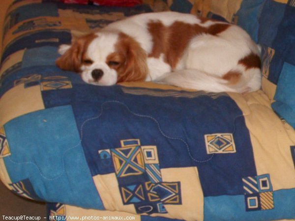 Photo de Cavalier king charles spaniel