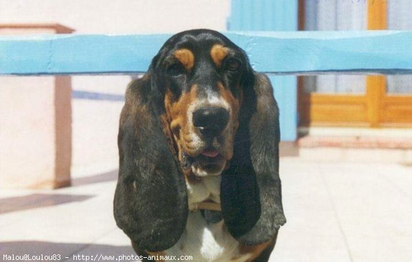 Photo de Basset hound