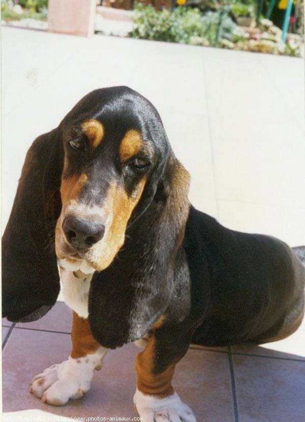 Photo de Basset hound