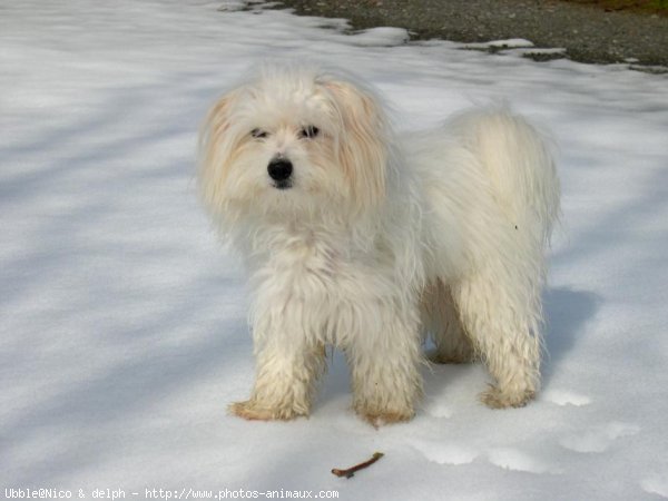 Photo de Coton de tulear