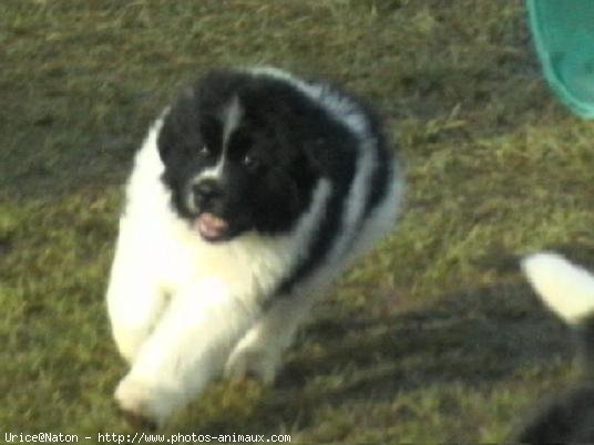 Photo de Chien de terre-neuve