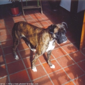 Photo de Boxer